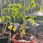 Tomatplantorna börjar ta sig