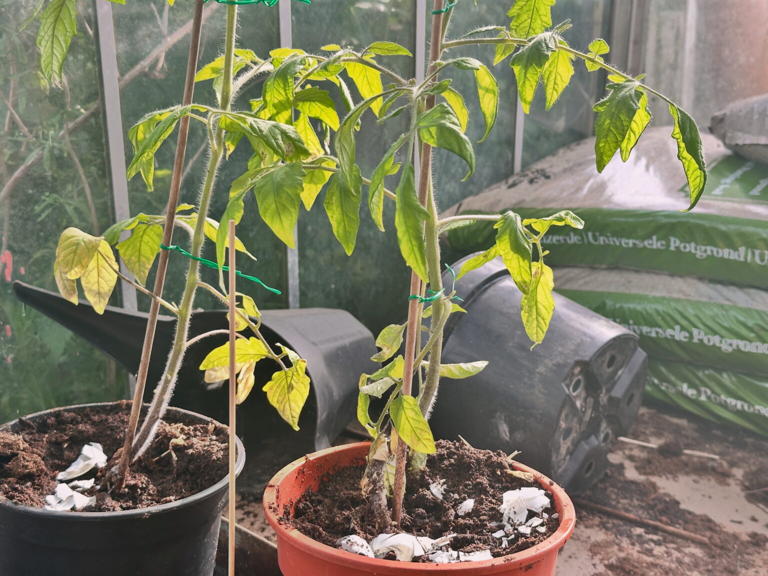 Tomatplantorna börjar ta sig