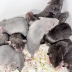 Vår ljuvliga molnkullen har flyttat