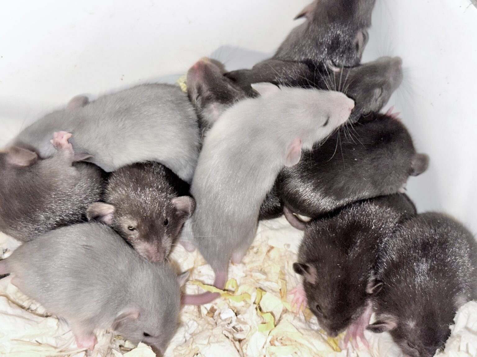 Vår ljuvliga molnkullen har flyttat