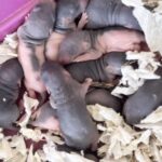 Uppdatering Sommarkullen