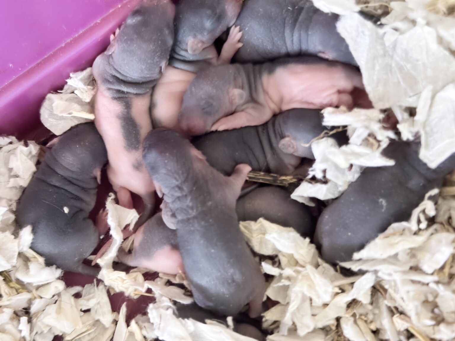 Uppdatering Sommarkullen