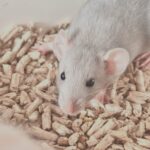 De sista är redo att komma hem