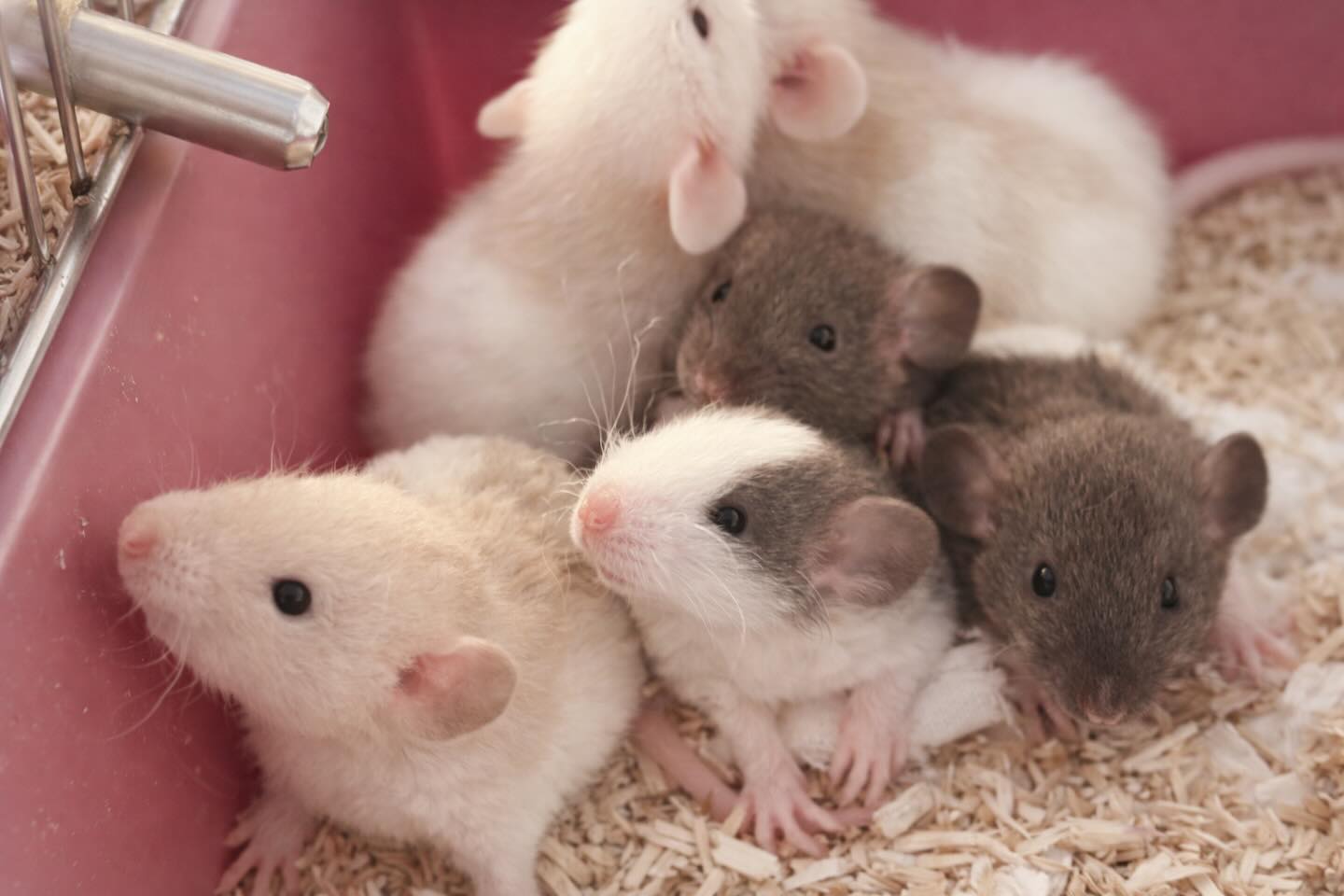 Stjärnkullen 20 dagar gamla ✨✨