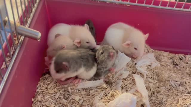 Stjärnkullen ❤️