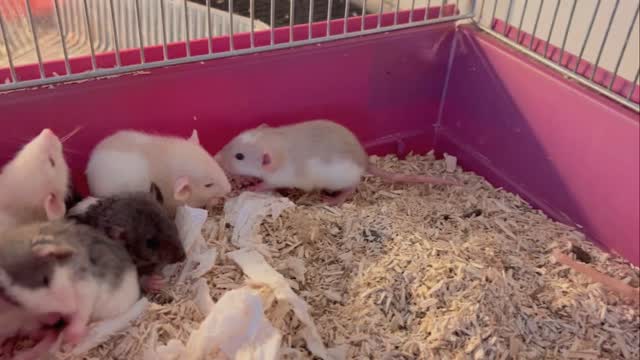 Stjärnkullen ❤️