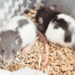 Sommarkullen 28 dagar