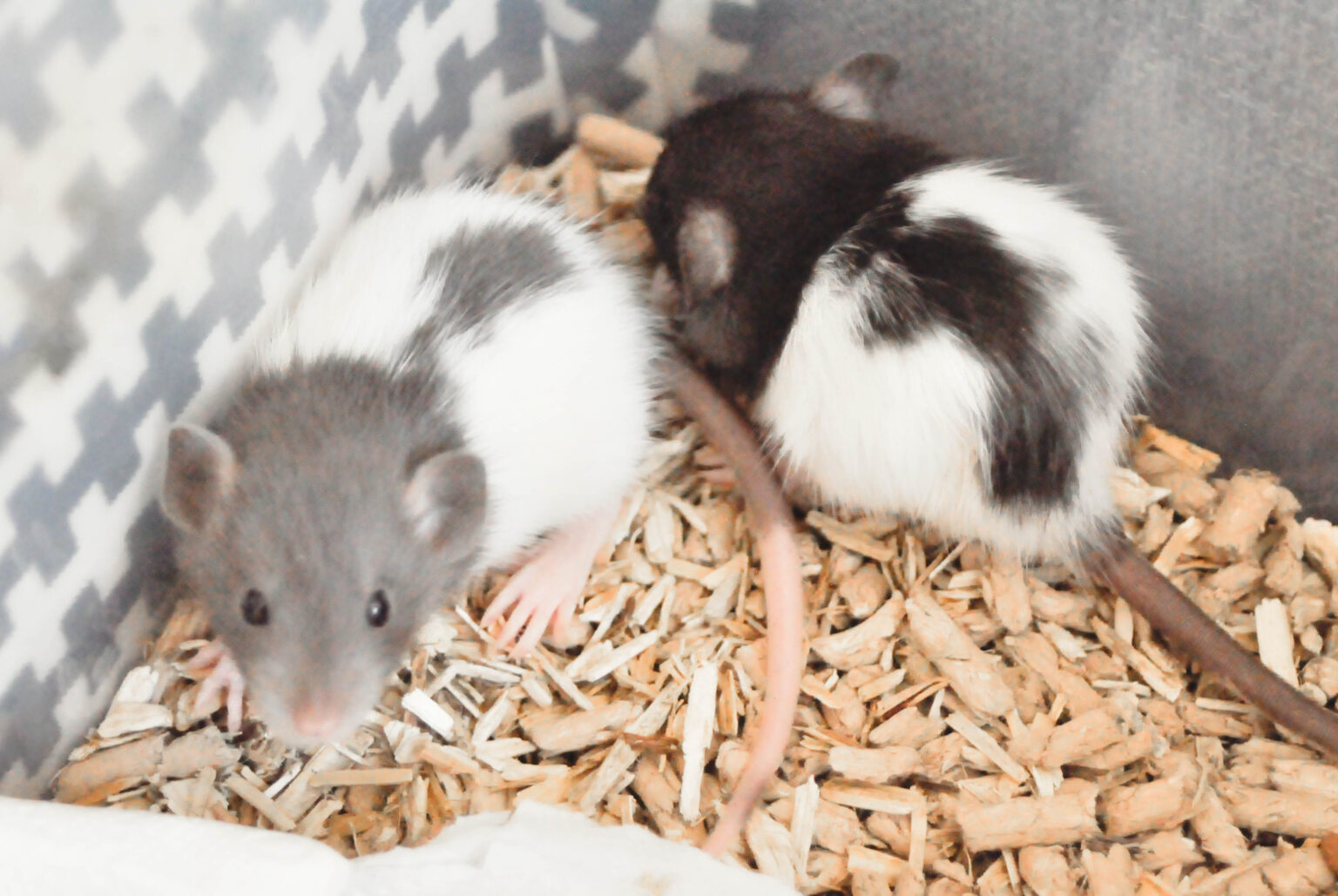 Sommarkullen 28 dagar