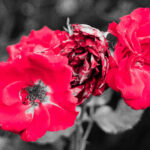 Ett foto jag är stolt över