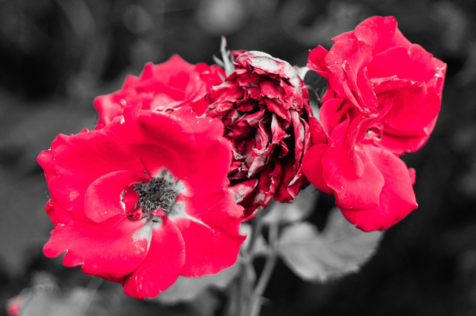 Ett foto jag är stolt över