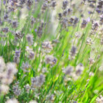 En av de nya fotografrierna