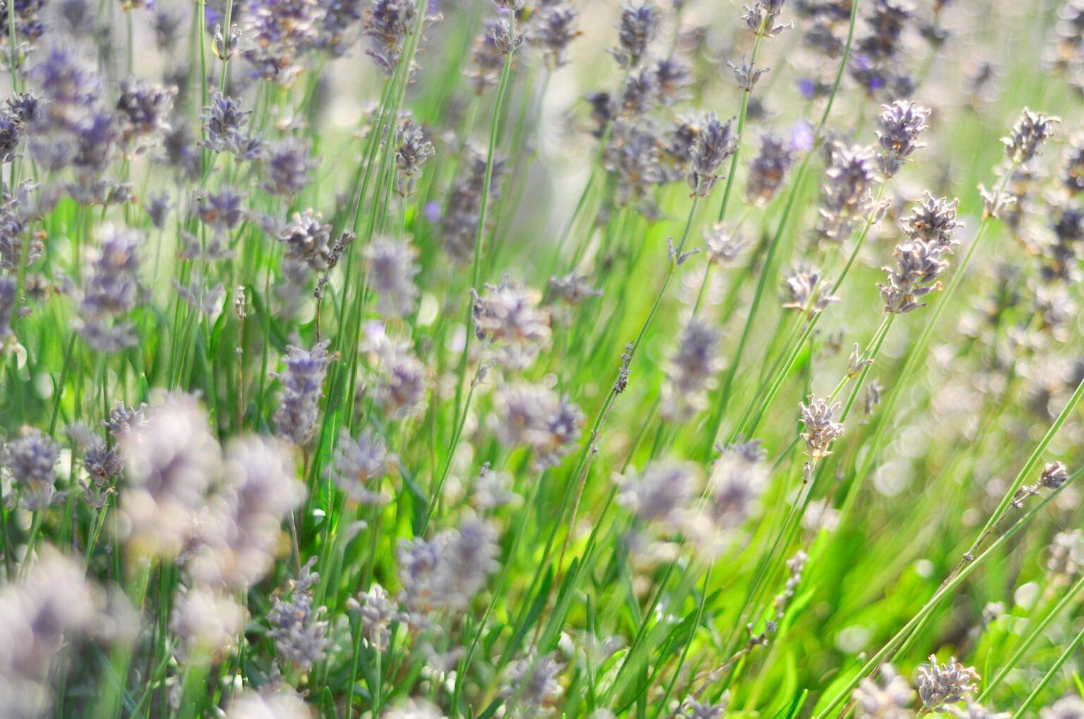 En av de nya fotografrierna