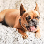 Mina fina minigrisar