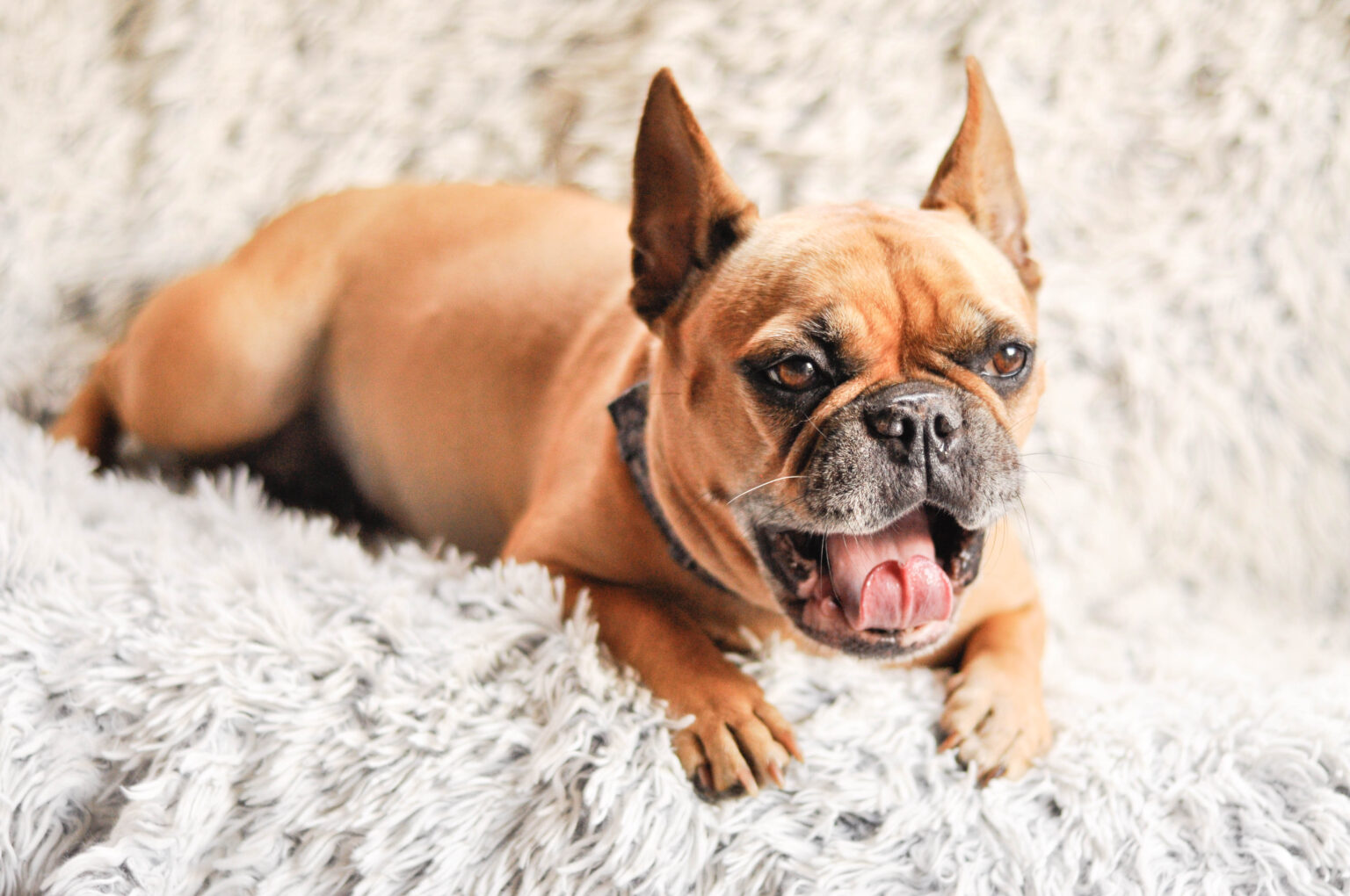 Mina fina minigrisar