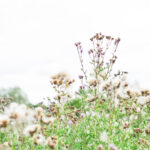 Naturfoton & mediahuset