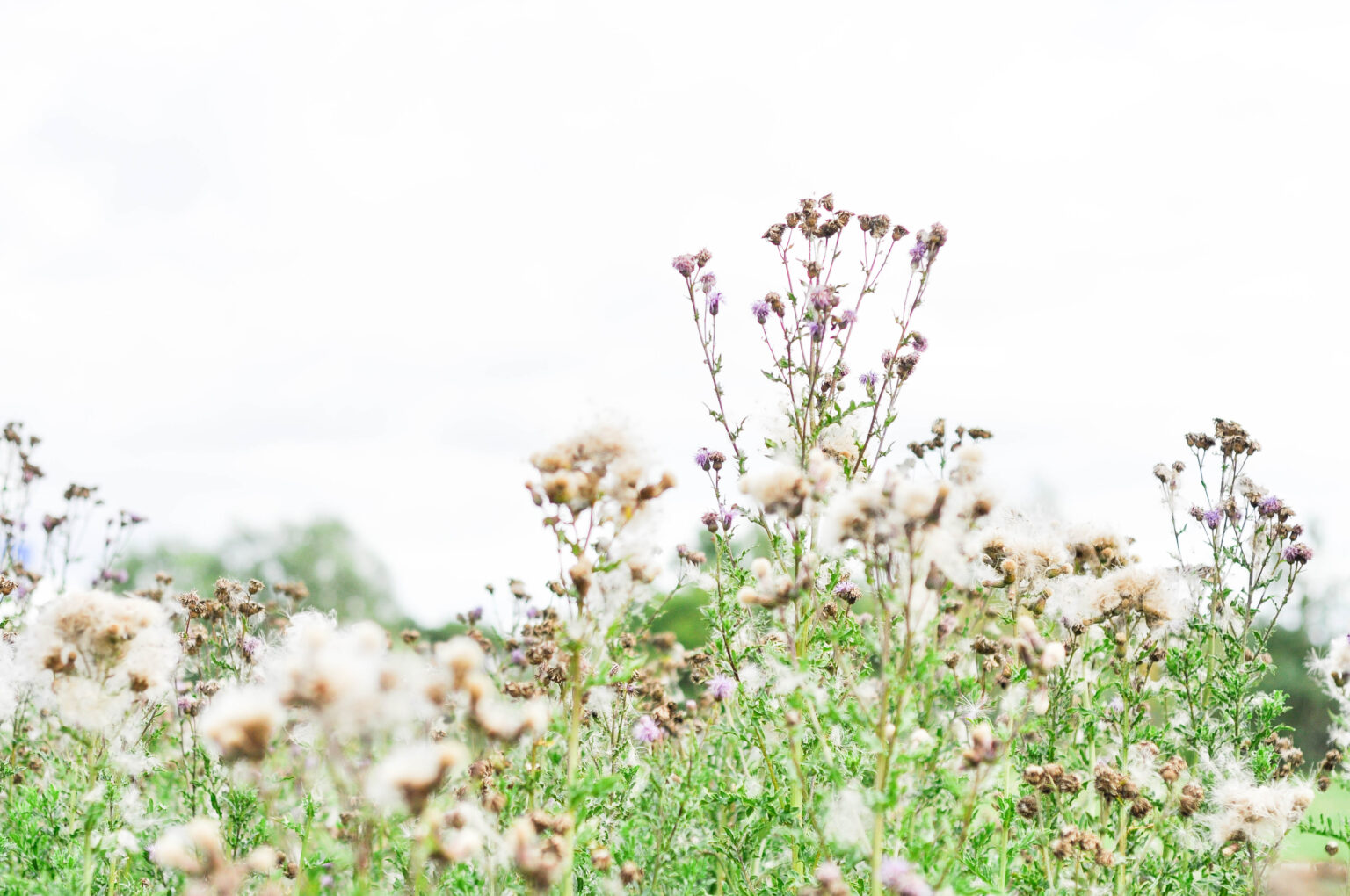 Naturfoton & mediahuset