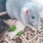 De sista småttingarna