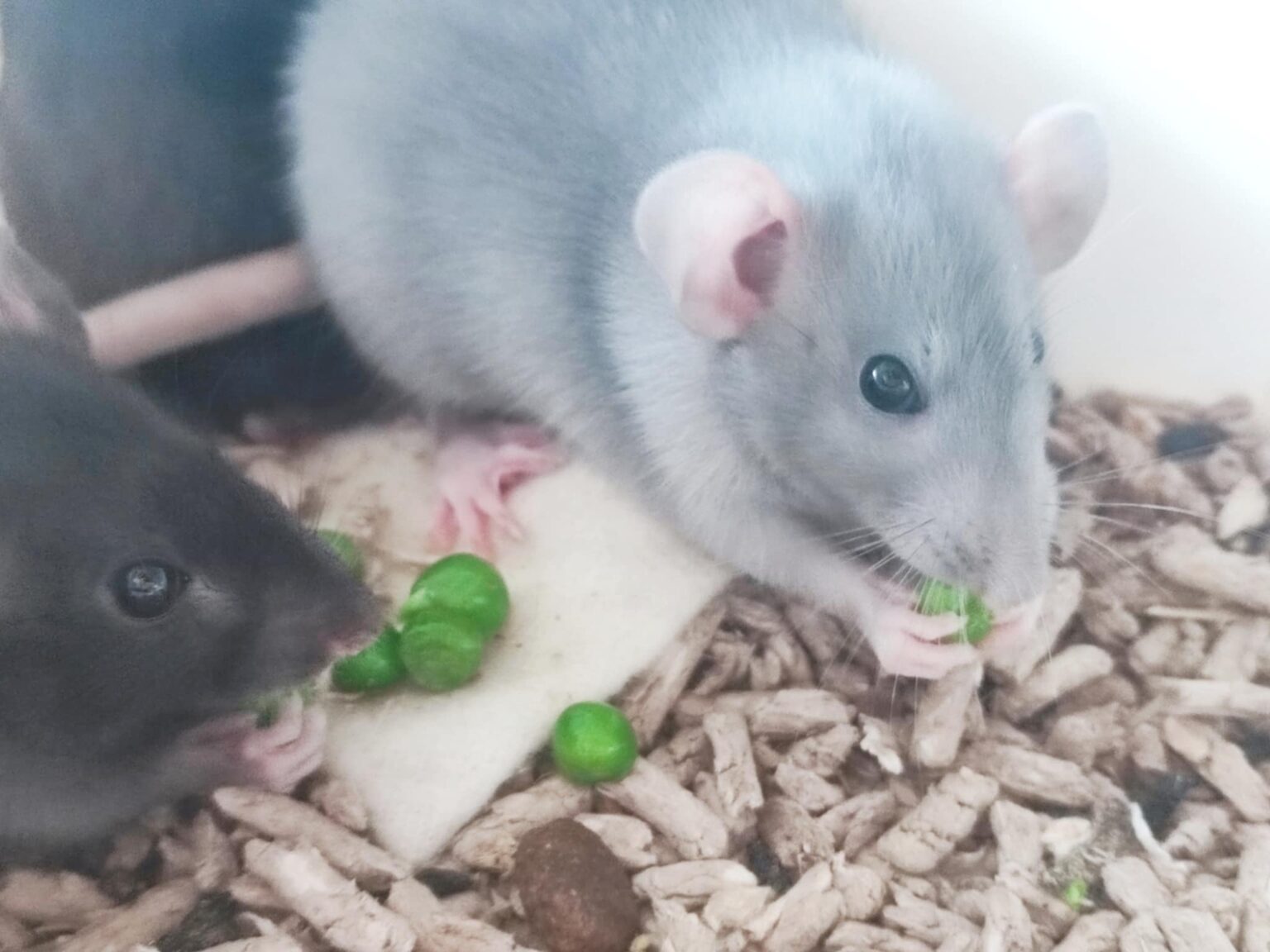 De sista småttingarna