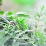 Liten trädgårdssnäcka