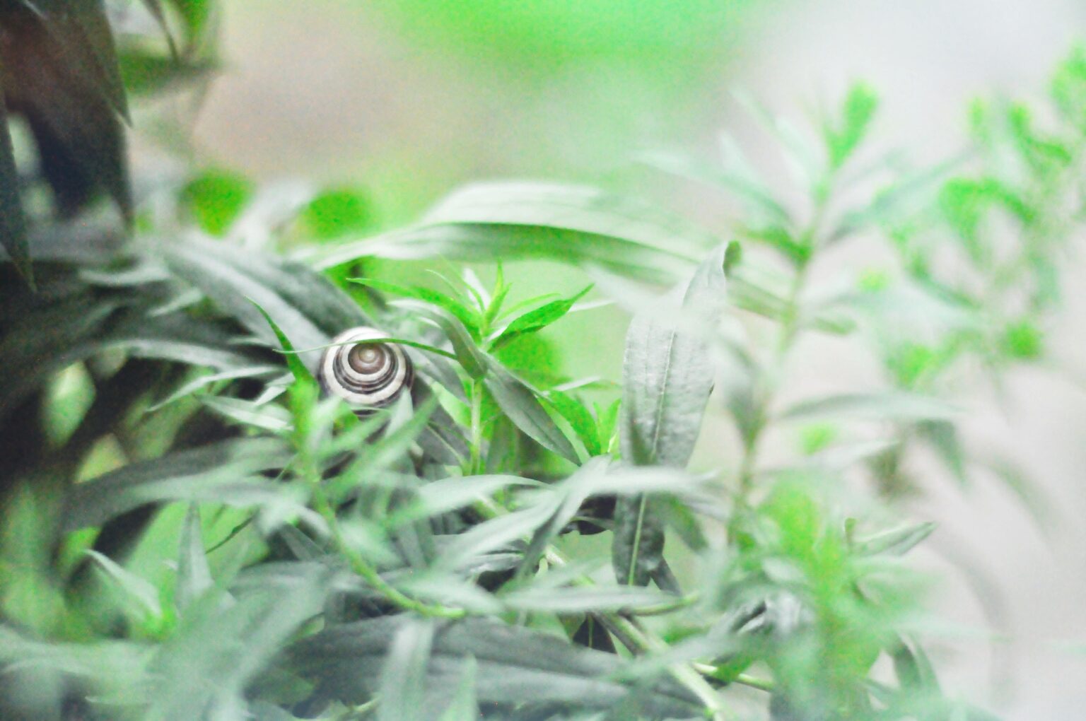 Liten trädgårdssnäcka