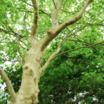 En liten skogspromenad