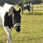 Hästar är fänglande djur