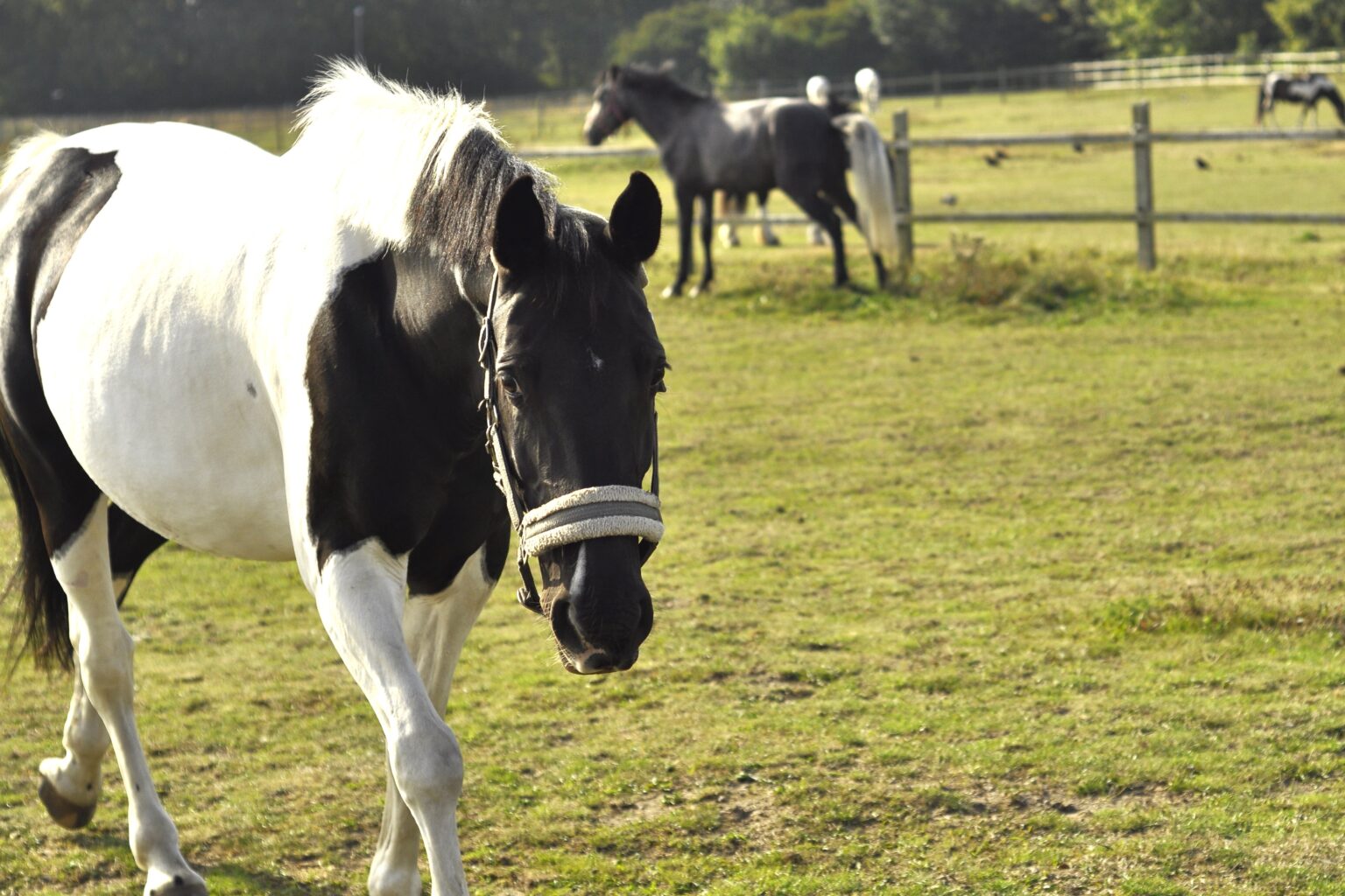 Hästar är fänglande djur
