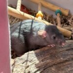 Världens finaste Kitty