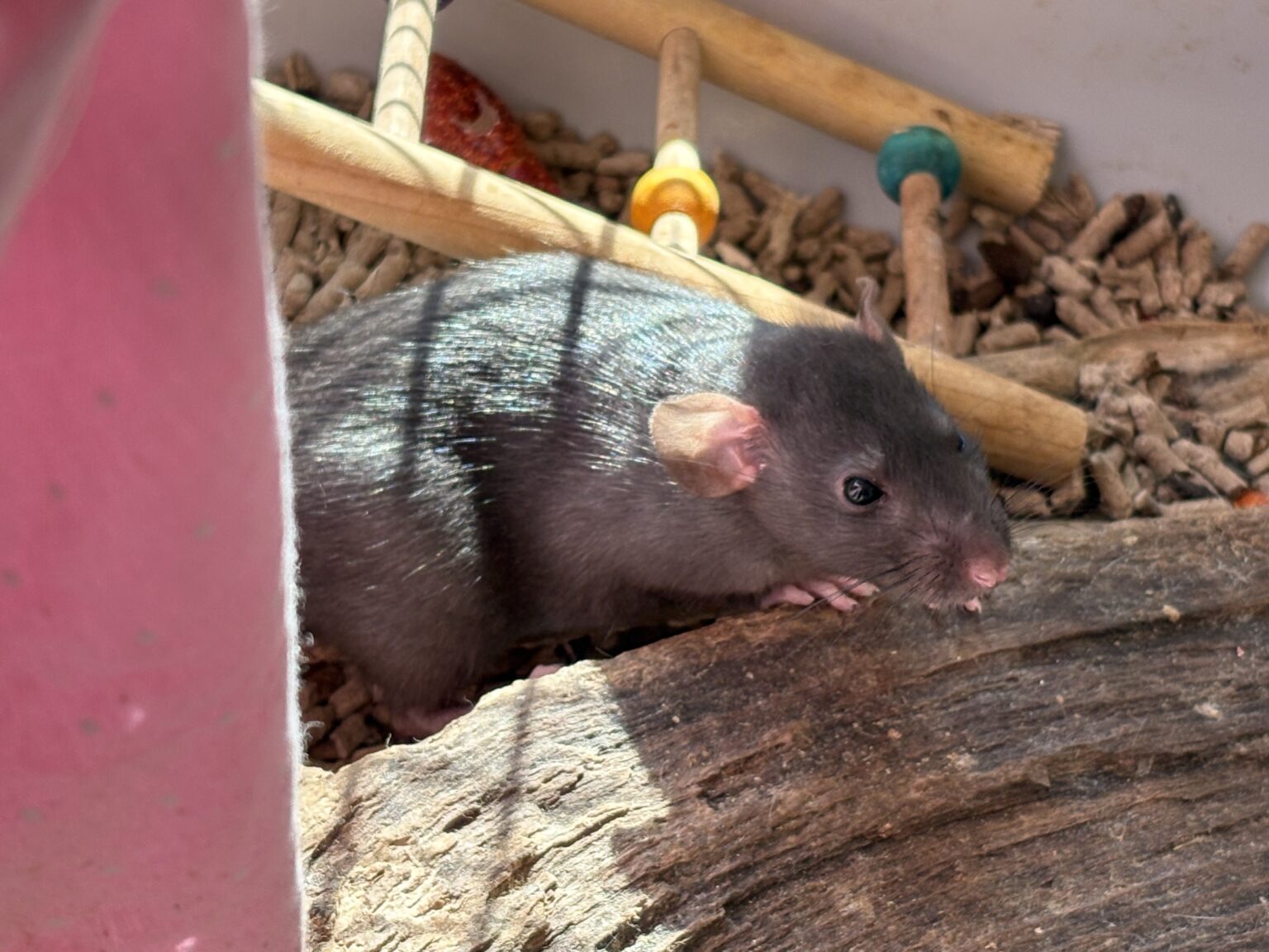 Världens finaste Kitty