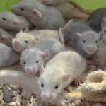 Stormkullen har flyttat