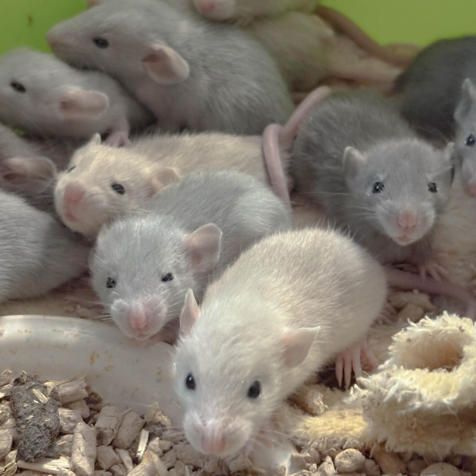 Stormkullen har flyttat