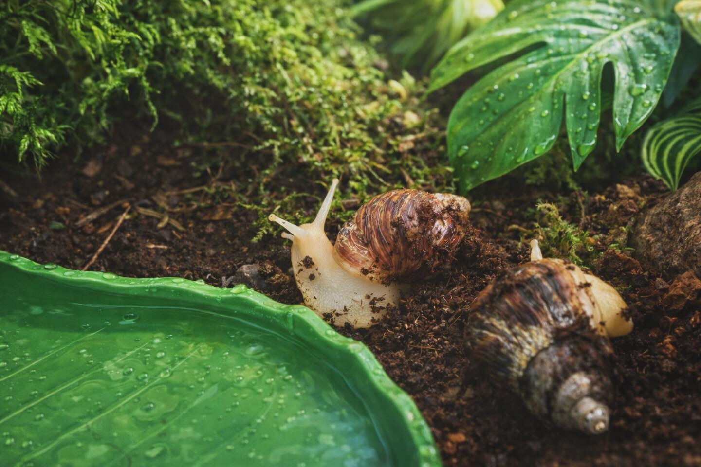 Mina Afrikanska Jättesnäckor ❤️