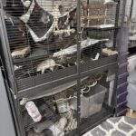 Inrett den stora buren