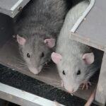 Grabbarna från Syrénkullen