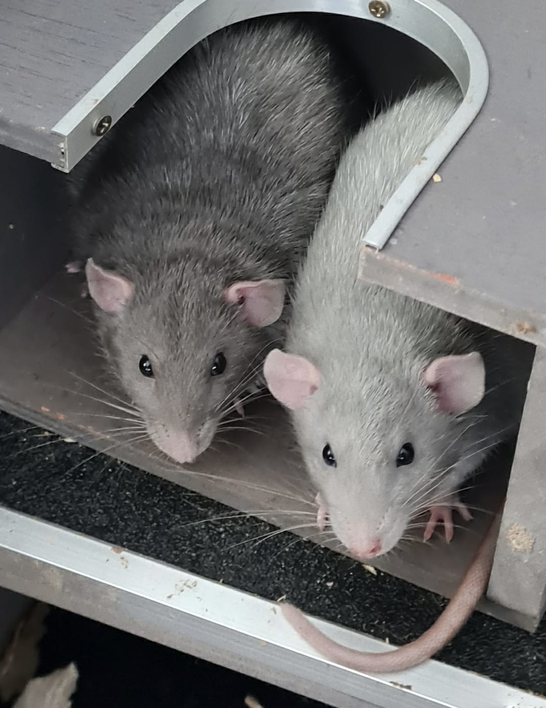 Grabbarna från Syrénkullen