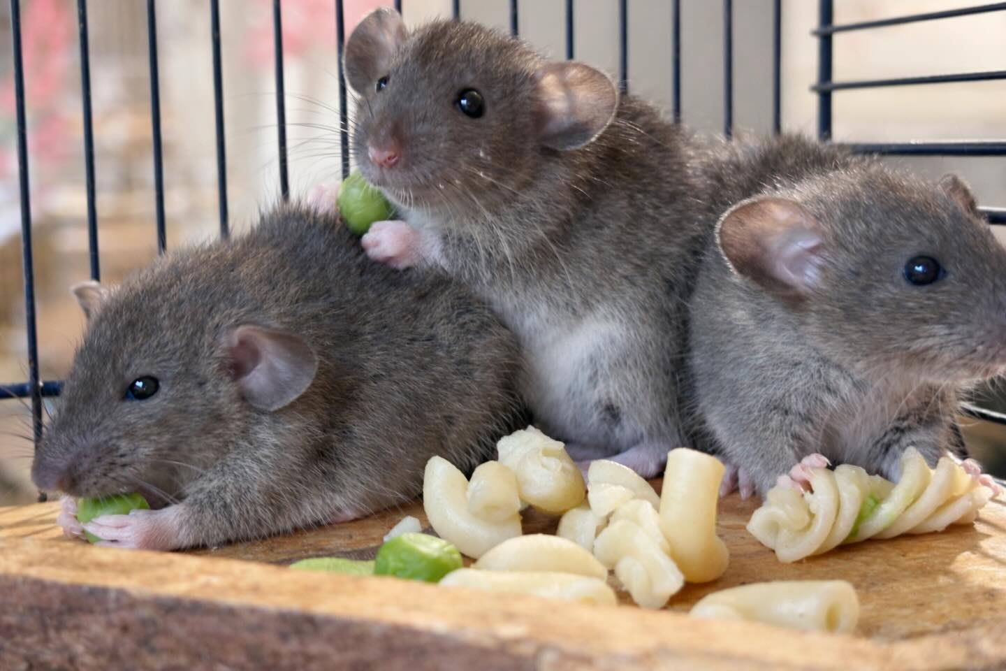 Frosty, Dexter & Zippo från Winterkullen ❤️