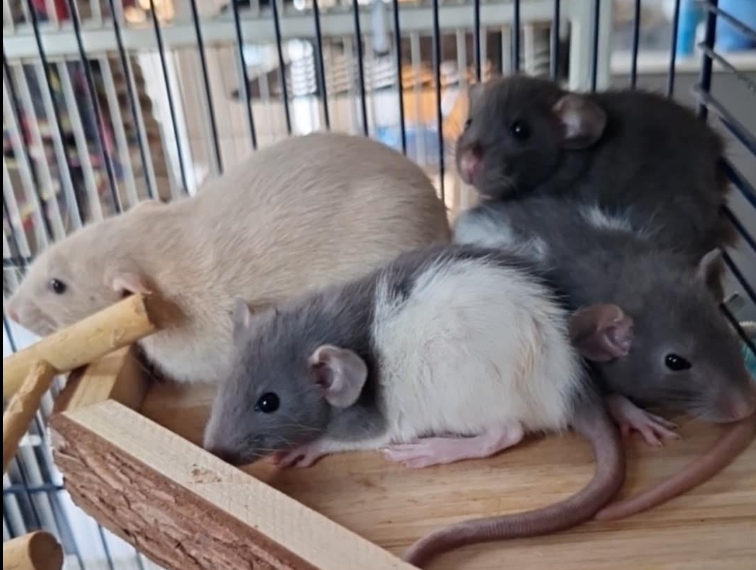 När tjejerna var små