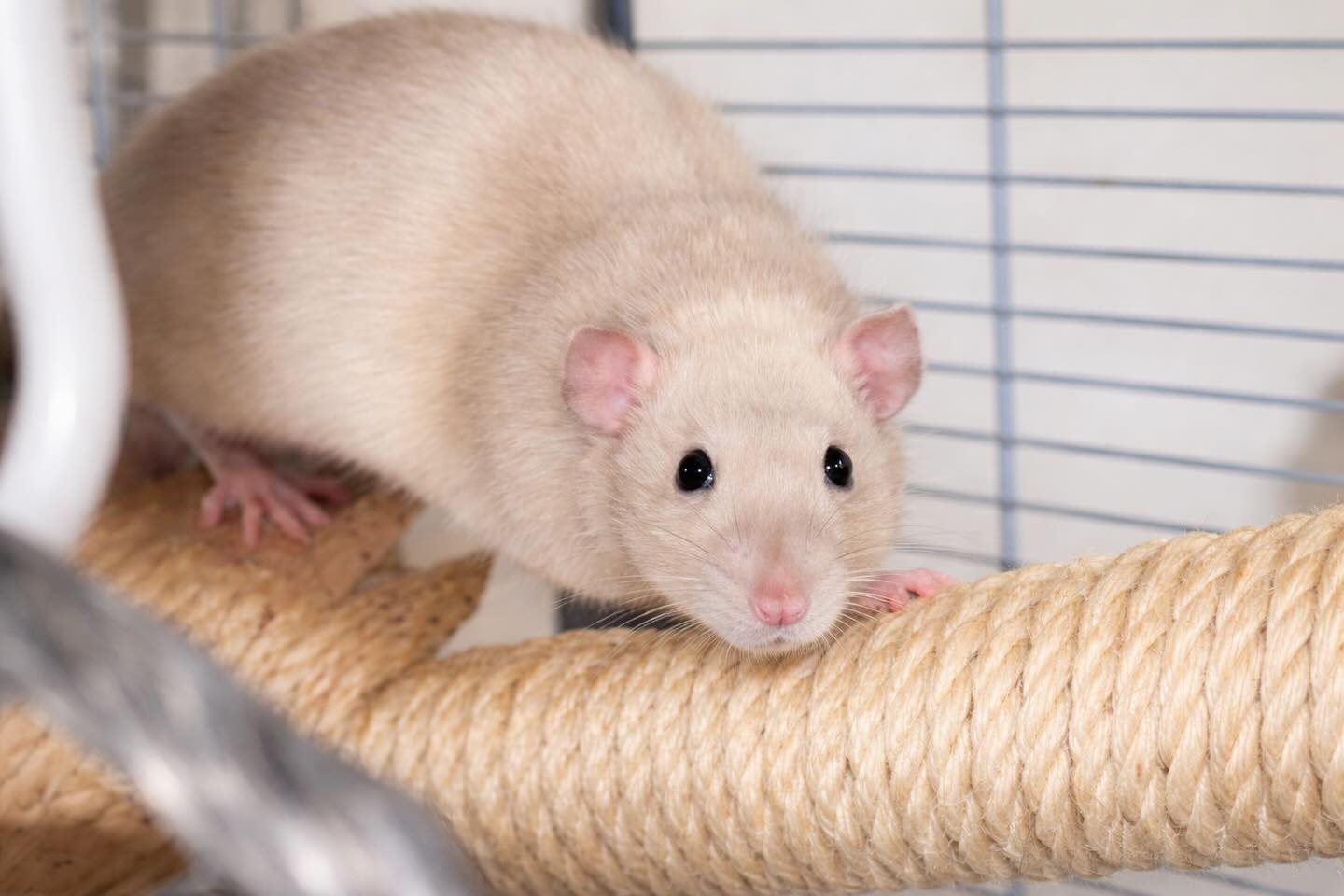 Månsvansens Bobo ❤️