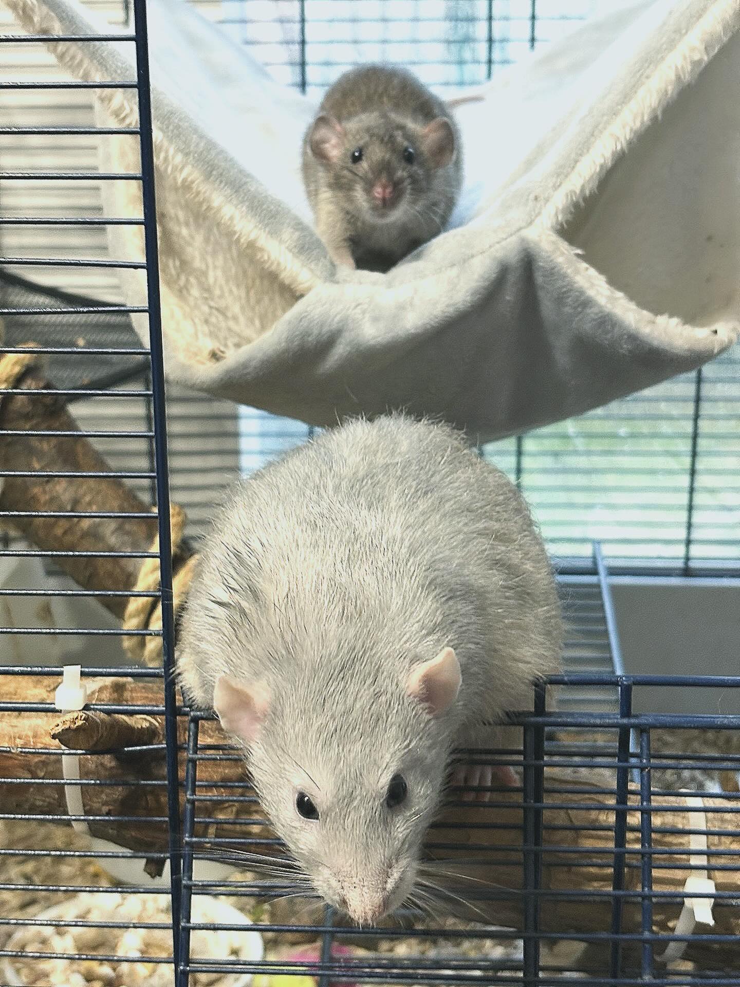 Månsvansens Zippo & Månsvansens Vilde ❤️