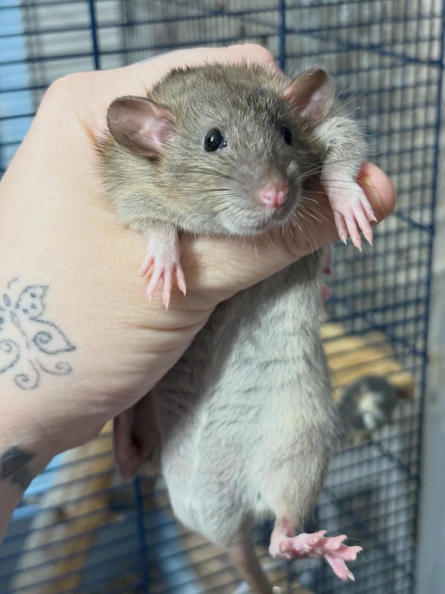 Månsvansens Zippo ❤️